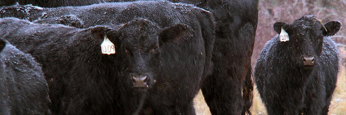 grazersdoc's profile banner image