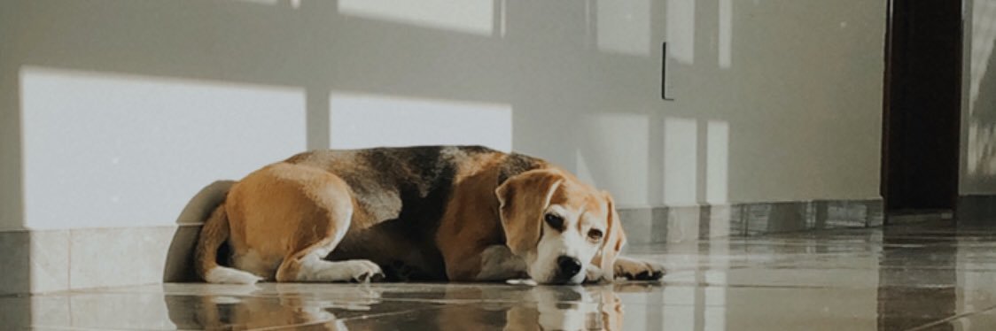 bubblehhorn's profile banner image