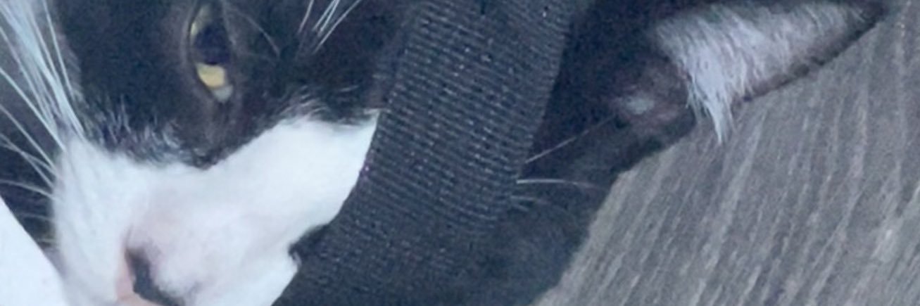 leandro_bos's profile banner image