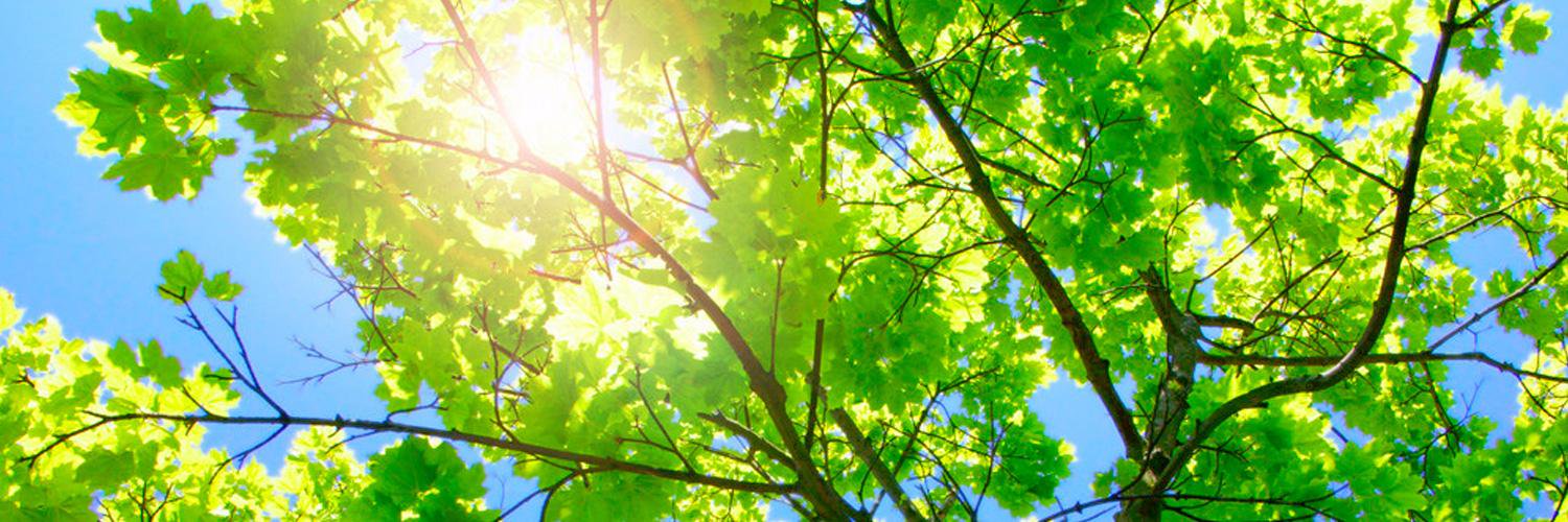 westchestertree's profile banner image