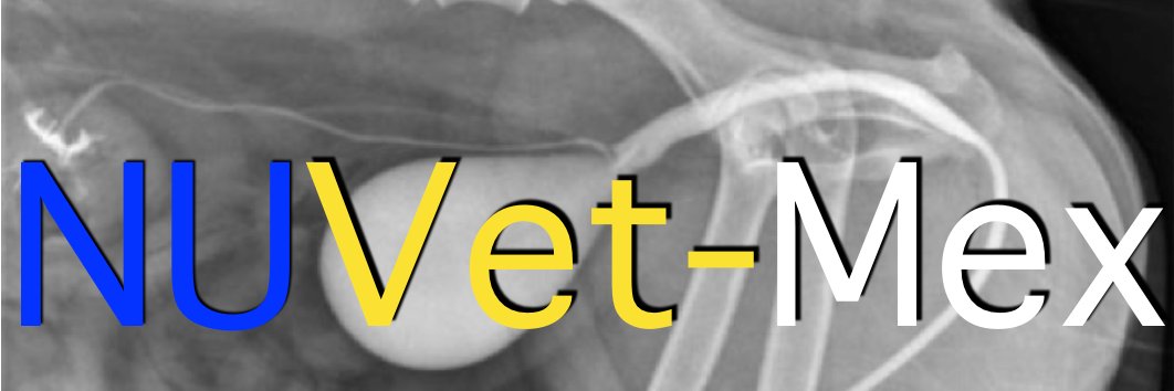 delangelvet's profile banner image