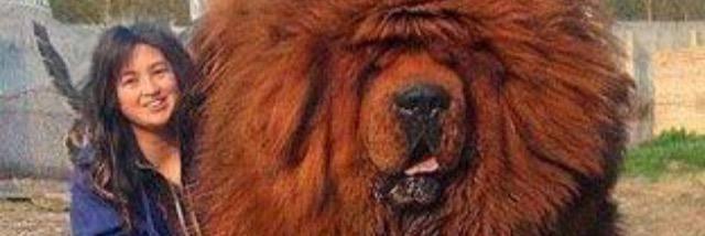 DELSONcam banner