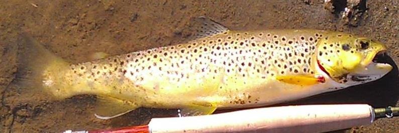 MoKanTrout's profile banner image