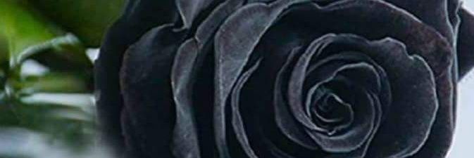 meanjan2014's profile banner image