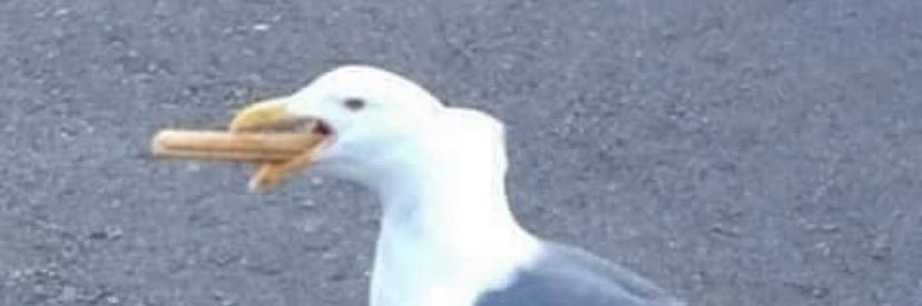 lacompotte's profile banner image