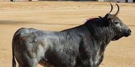 Florentino Zamorano banner