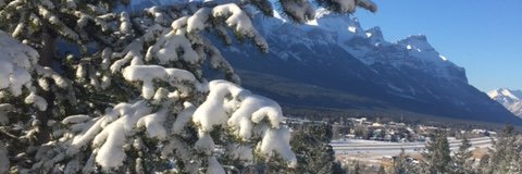 Barb Shellian banner