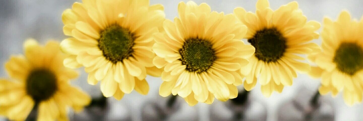 nisa_nz's profile banner image