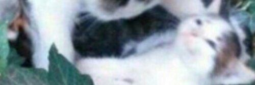 Unorthion's profile banner image