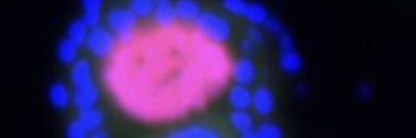 mosquitomicrobe Profile Banner