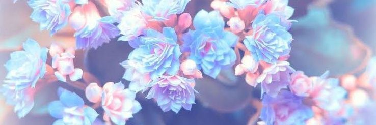 𝓑𝓮𝓻𝓷𝓪𝓭𝓮𝓽𝓽𝓮 banner