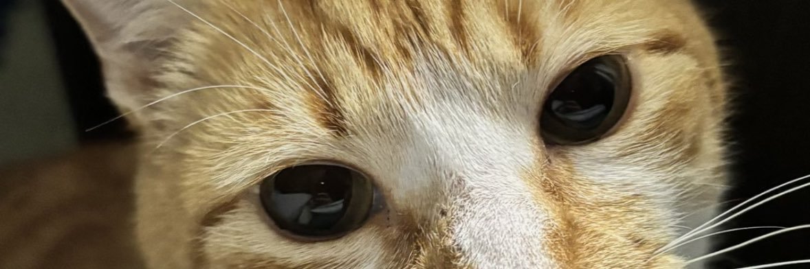 sofiavalerioo's profile banner image