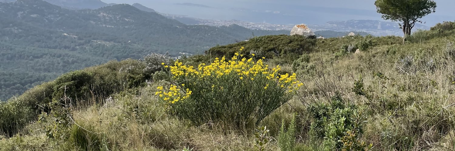 Mouhamad Traoré banner
