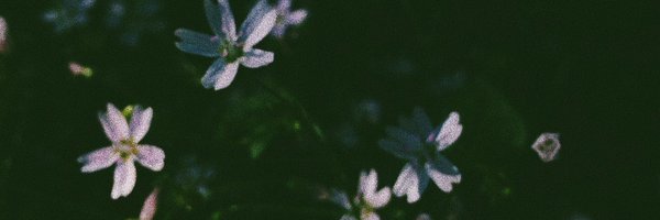 JakeTheYoung Profile Banner