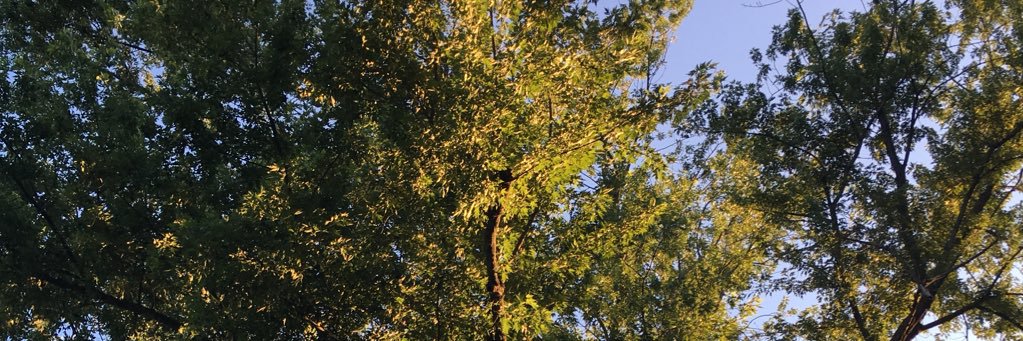 campigalow's profile banner image