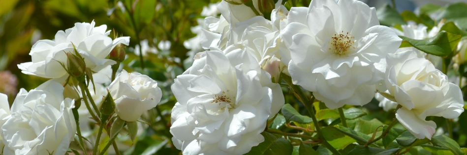 The Leeds Centre for New Chinese Writing banner