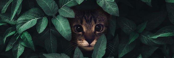 aautre's profile banner image