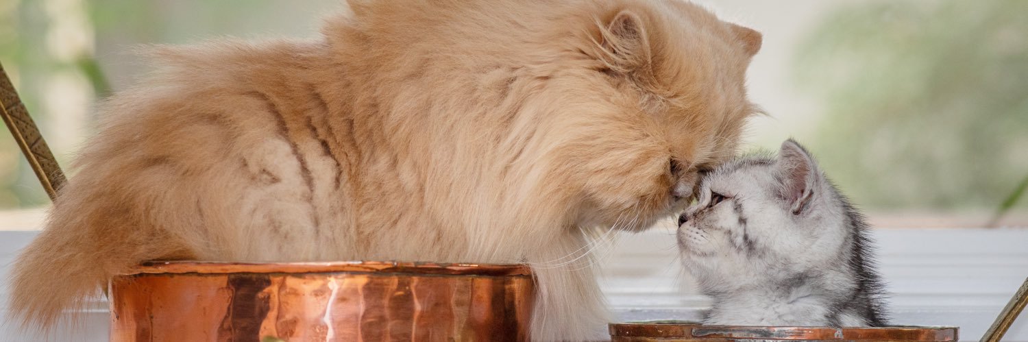 Floyd_TheLion's profile banner image