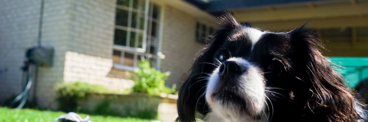 Rachel Simmonds banner