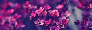 NeviGhaida's profile banner image