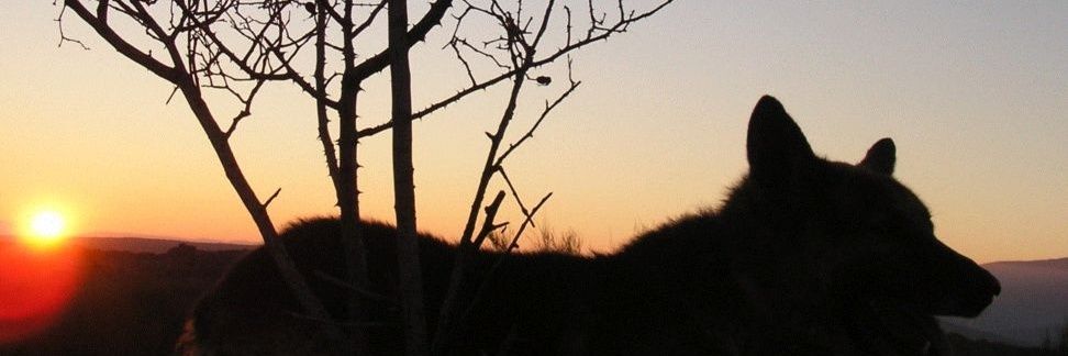 JuapochoHH's profile banner image