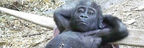 昼寝兵(真のチンパン) banner