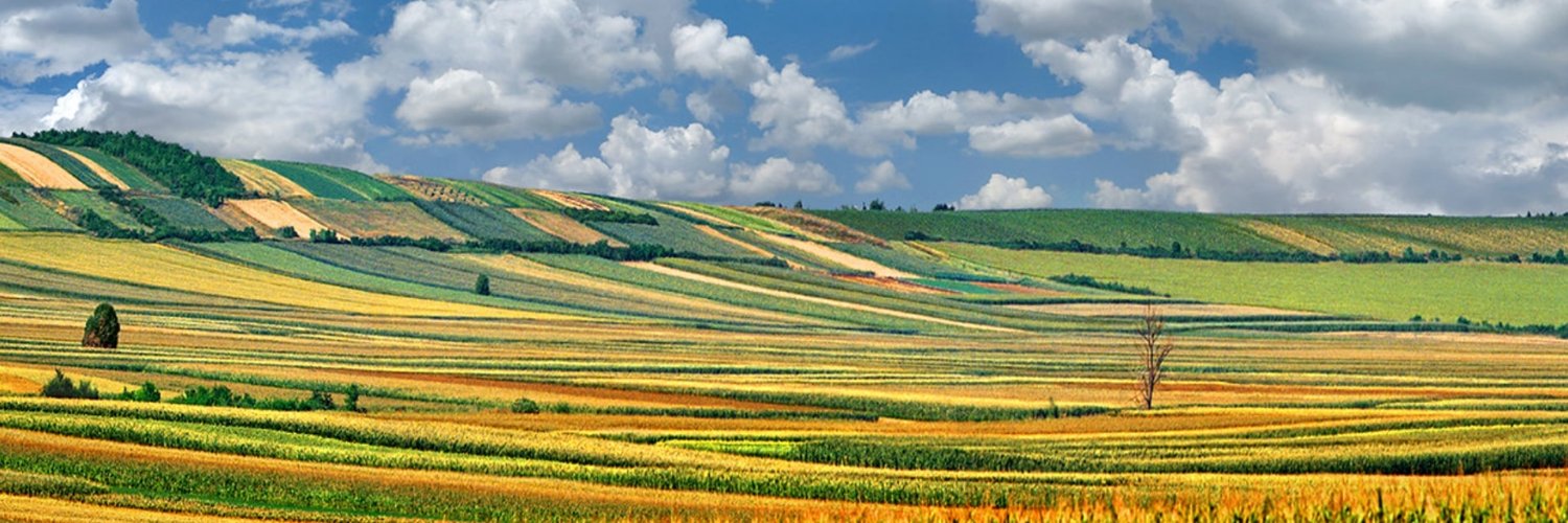 Plamen Pavličić banner