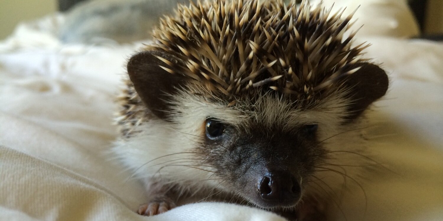 MaxHedgehog's profile banner image