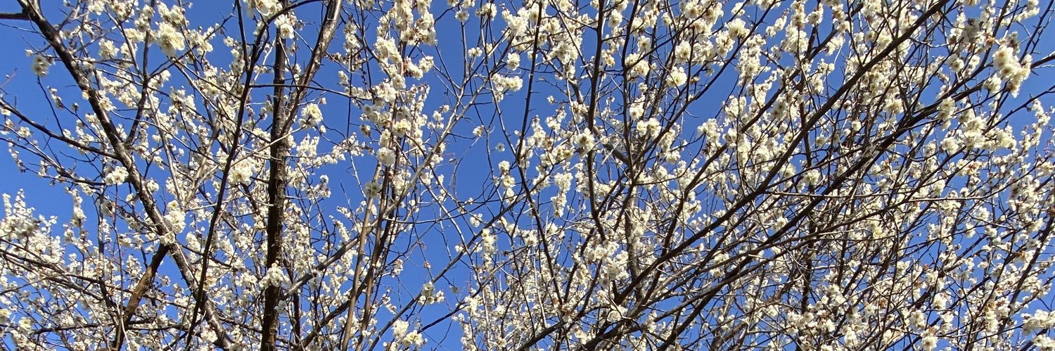 carrysuki's profile banner image