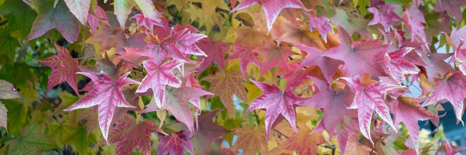 ClumsyDonkey's profile banner image