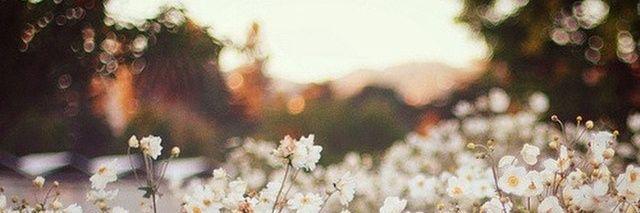 pineaftery2u's profile banner image