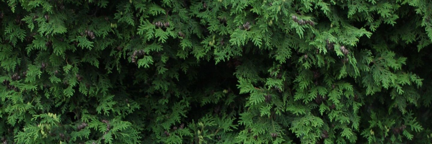 lizaaakot's profile banner image