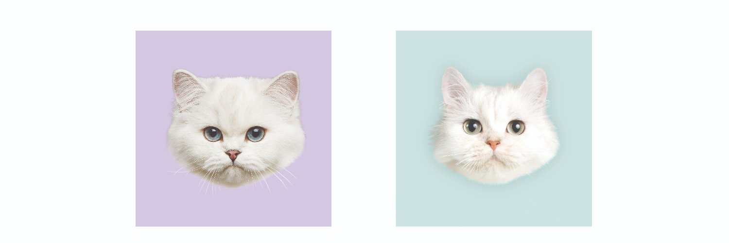 cat_healthy's profile banner image