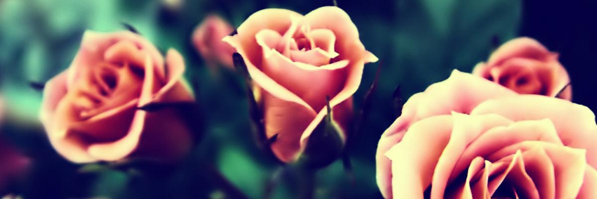 dresdendoll95's profile banner image