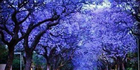 Tshwane_Live's profile banner image