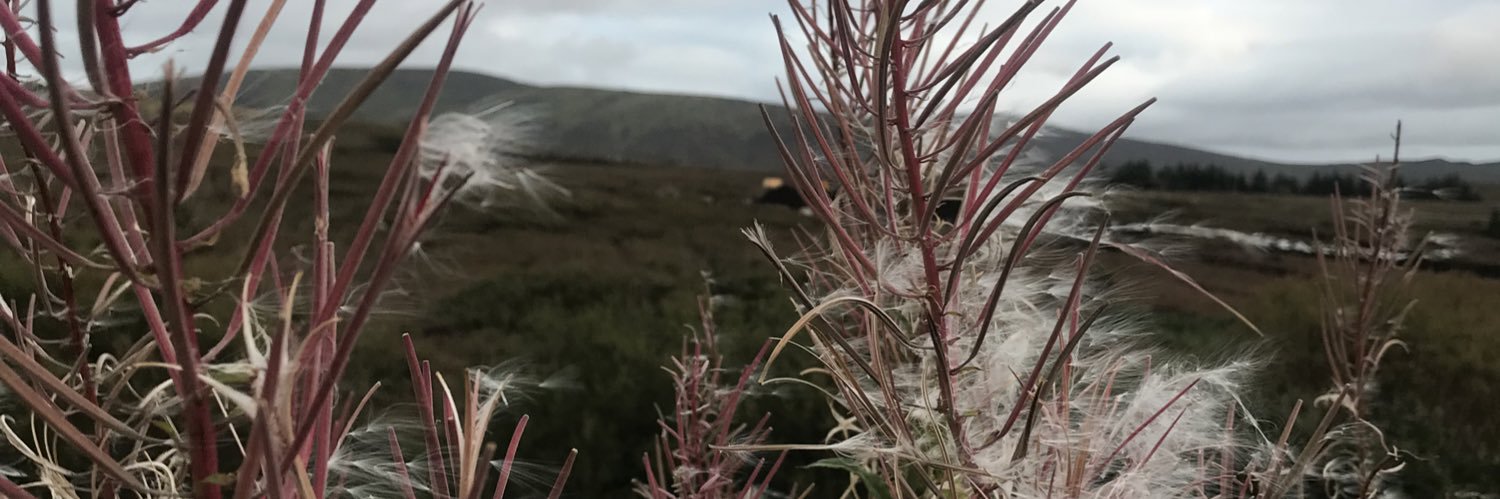 Michelle Nic Phaidin banner