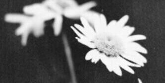 shoq115's profile banner image