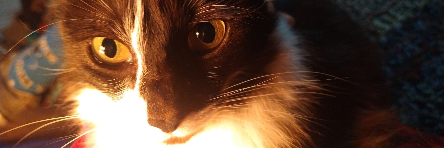 laaurii11's profile banner image
