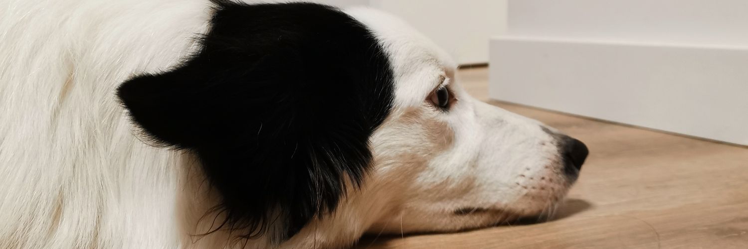 David Ordóñez banner