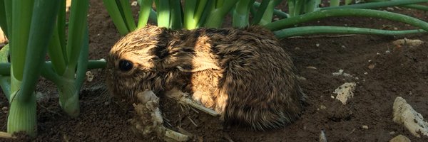 perdereauc Profile Banner