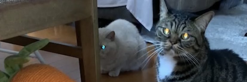 わたぼこり(もっさん) banner