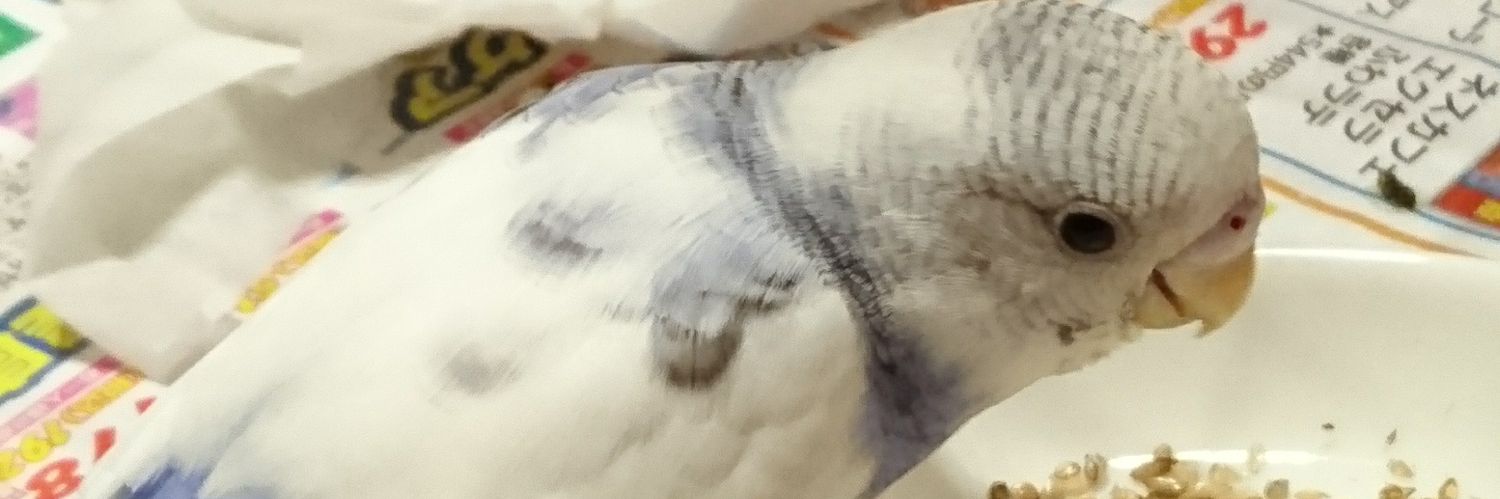 taepicco's profile banner image