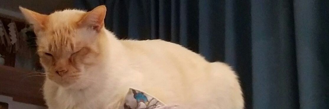 tottoko11040's profile banner image
