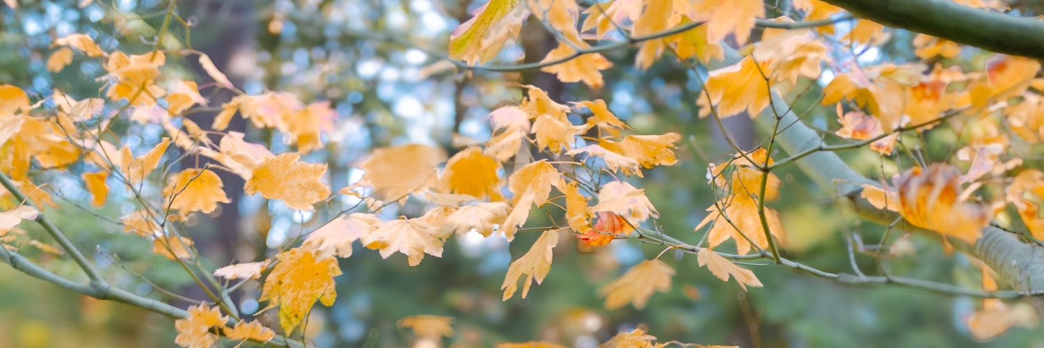 Justin Chavez banner