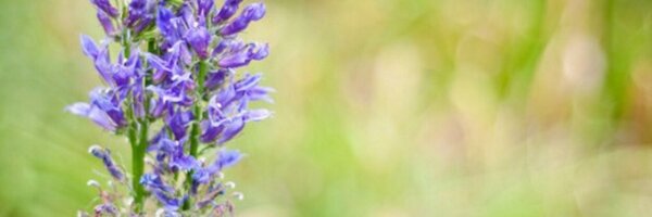 BaysideBride Profile Banner