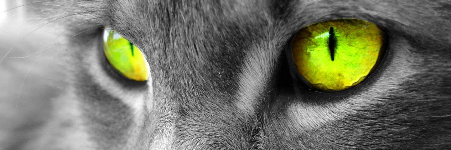 vanmoerbekep's profile banner image