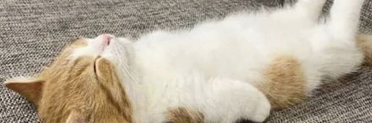 FeelsTiredAF's profile banner image
