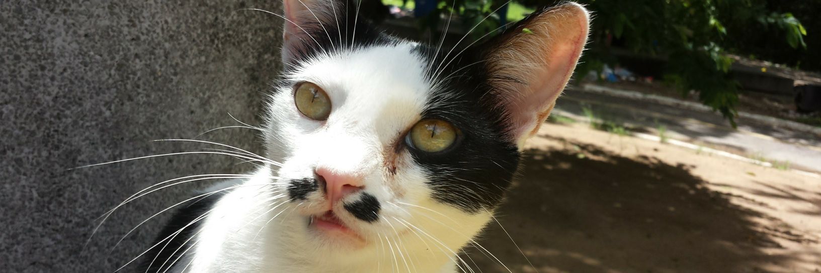 Cat Whisperer banner