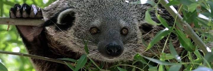ABConservation - Arctictis Binturong Conservation banner