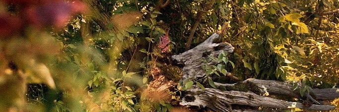 🌸 banner